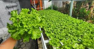 Berbagai kejadian mutasi menimbulkan dampak yang menguntungkan dan merugikan bagi kehidupan. Bmkg Prediksi Puncak Musim Kemarau Hidroponik Menjadi Solusi Bercocok Tanam Sayur Berita Diy