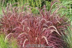 Image result for Cenchrus setaceus