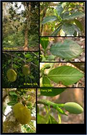 Image result for Artocarpus heterophyllus