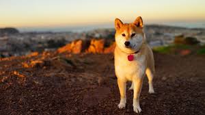 Download Hd Wallpapers Of 392095 Anime Dog Shiba Inu Free Download High Quality And Widescreen Resolutions Desktop Background Shiba Inu Akita Dog Dog Breeds
