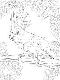 Free, printable coloring pages for adults that are not only fun but extremely relaxing. Cacatua De Mono Amarillo Dibujo Para Colorear Animal Coloring Pages Bird Coloring Pages Bird Drawings