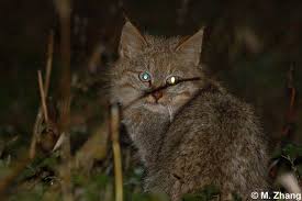 Chinese Mountain Cat Wild Cat Species Small Wild Cats Cat Species