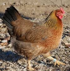 Black And White Speckled Chicken Name Chicken Breed Focus Welsummer Chicken Breeds Poultry Breeds Chickens Backyard