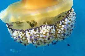 Check spelling or type a new query. Top 15 Weirdest Animals In The World