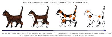 Lihat gambar kucing kartun hitam putih uptodate 2019. Kucing Belang Tiga Wikiwand