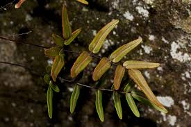 Image result for Pellaea dura