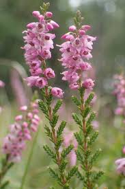 Image result for Calluna vulgaris