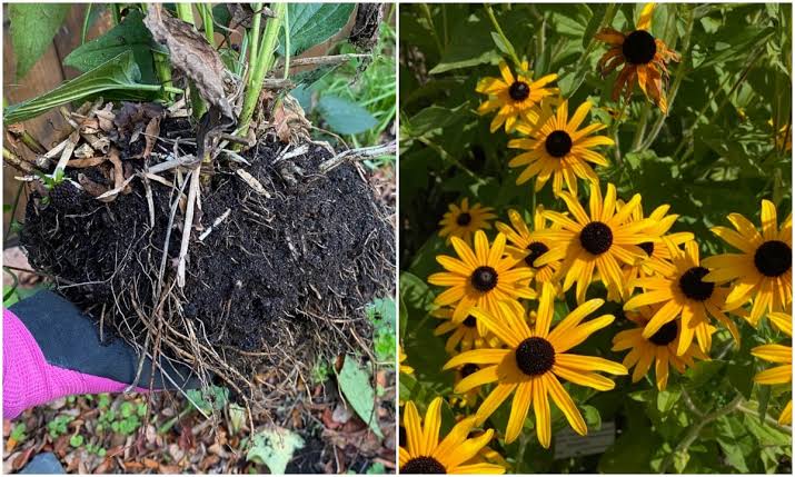 The Southeast & Gulf Coast: Heat Suppression of Perennials