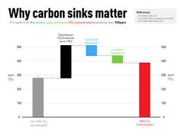 carbon sinks in crisis  it looks like
