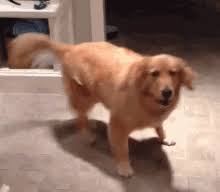 Golden Gifs Tenor