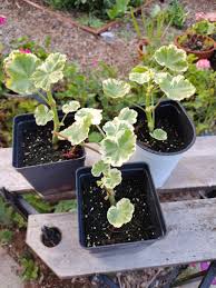Image result for Geranium vagans