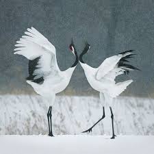 Fotografci Tim Flach Iki Yil Boyunca Nesli Tukenmekte Olan Hayvanlari Fotografladi Rotka 2020 Nadide Hayvanlar Hayvan Fotografciligi Gergedanlar