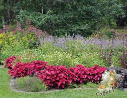 Image result for Coleus