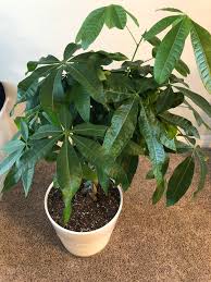 Secondly, why are my money tree leaves curling? Does Anyone Know Why Are The Leaves On My Money Tree Curling Am I Under Or Overwatering It The New Leaves Are Growing Yellowish And Soft But The Older Leaves Are Slightly