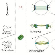 The two centrosomes will give rise to the mitotic spindle, the apparatus that orchestrates the movement figure 4. Structure Of The Centrosome In Mitosis In Animals Fungi And Amoebozoa Download Scientific Diagram