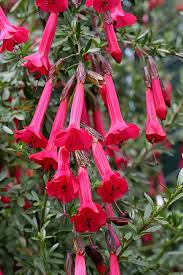 Plectranthus a shade loving hybrid shrub that reaches up to 3 feet in height. Sacred Flower Of Andes Has Plenty Of Wow