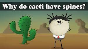 Introduction growing cactus from seed is not terribly difficult, although it does take purpose and patience. Transpiration Why Do Cacti Have Spines Aumsum Kids Science Education Children Youtube