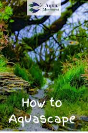 How To Aquascape: A Full Guide