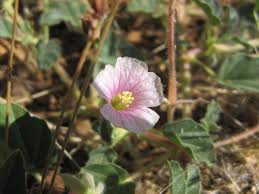 Image result for Monsonia senegalensis