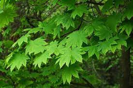 How to prune evergreen shrubs selectively with pruning shears. 12 Dog Safe Trees For Your Backyard Patchpuppy Com