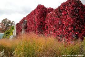 Image result for Parthenocissus quinquefolia