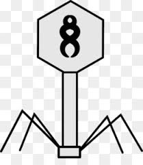 Lambda phage a temperate bacteriophage that infects cells of the bacterium escherichia coli, where it can either exist as a quiescent prophage (in a state called lysogeny) or undergo replication leading to lysis of the host cell and release of new phage particles.the phage particle consists of an icosahedral head, 64 nm in diameter, and a tail, 150 nm in length. Lambda Phage Png And Lambda Phage Transparent Clipart Free Download Cleanpng Kisspng