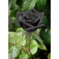The rosa nera building belongs to the polytechnic school of chania, and for thirteen years has been a place of struggle and emblematic culture, also covering roofing … Pianta Piante Di Rose Rosa Nera In Zolla Per Vaso Radicata Cm 35 Giardino