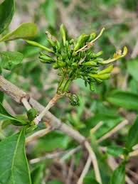 Image result for Coptosperma supra-axillare