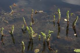 Image result for Haloragaceae