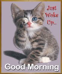 Good Morning Funny Cat