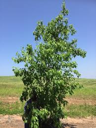 Image result for Cordia afra