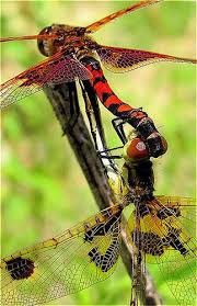 Birds Do It Bees Do It Even Educated Fleas Do It Birds Do It Bees Do It Even Educated Fleas Do It These Guys Too Dragonfly Damselfly Insects