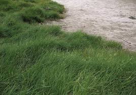 Image result for Paspalum vaginatum