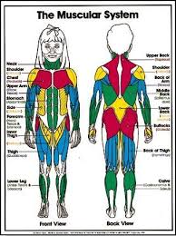 This is a four headed muscle group (in no. Pin By Monica Sparks On School Muscular System For Kids Muscular System Human Body Science