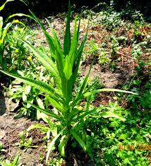 Image result for Lactuca indica