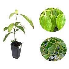 Maybe you would like to learn more about one of these? Buy Dalchini Plant True Cinnamon Tree Online India At Plantsguru Com