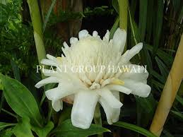 Image result for Etlingera elatior