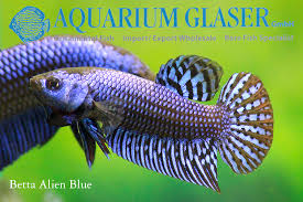 These are green throat paternal mouthbrooder. New Bettas 2 Alien Blue Alien Steel Blue And Alien Green Aquarium Glaser Gmbh