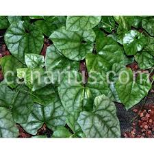 Image result for Gerrardanthus lobatus