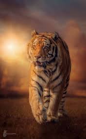 Macan putih adalah mutasi harimau bengal. 38 Binatang Dan Haiwan Peliharaan Ideas Haiwan Haiwan Peliharaan Seni Kucing