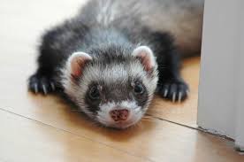 How to get rid of ferret smell. Do Pet Ferrets Attract Mice And Rats Fur Wings Scaly Things