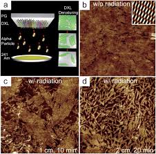 The americium in the smoke detector could only pose a danger if you were to inhale it. A Novel Nanometric Dna Thin Film As A Sensor For Alpha Radiation Scientific Reports