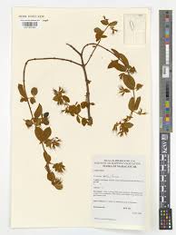 Image result for Combretum adenogonium