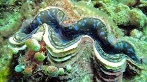 Image result for clam