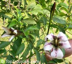 Image result for Rothmannia longiflora