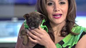 Due to the high volume of applicants during shelter in place, one of our volunteers will be in touch if and only if the application is a good fit. San Antonio Humane Society Pets Up For Adoption Youtube