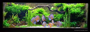 20 jahre erfahrung, schnelle lieferung: Faszination Aquascaping Diskusbecken Update Aquascaping Aquarium Aquascape Aquarien