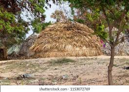 Tribes in india refer to a section of the population who are indigenous to the state or region and who live away from the main society. Irular Irula Tribe People House Build Stock Photo Edit Now 1153072769