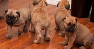 Black Boerboel Puppies For Sale In Cape Town Zoar Boerboels Kennels Fun Pics Gallery Mastiffs Mastiff Puppies Mastiff Breeds