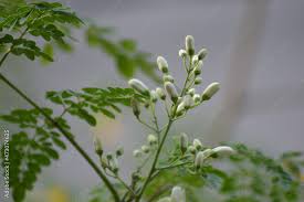 Image result for Moringaceae